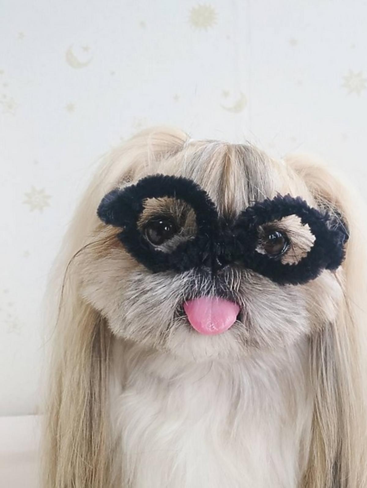 Najsłodszy szczeniak na Instagramie @moem_n