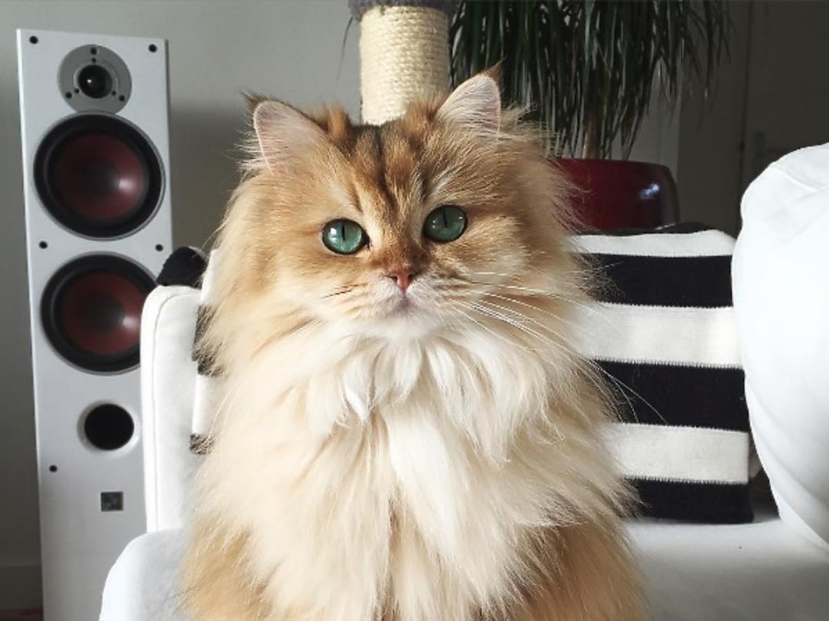 Czy was także urzeknie najbardziej fotogeniczny kot na świecie?