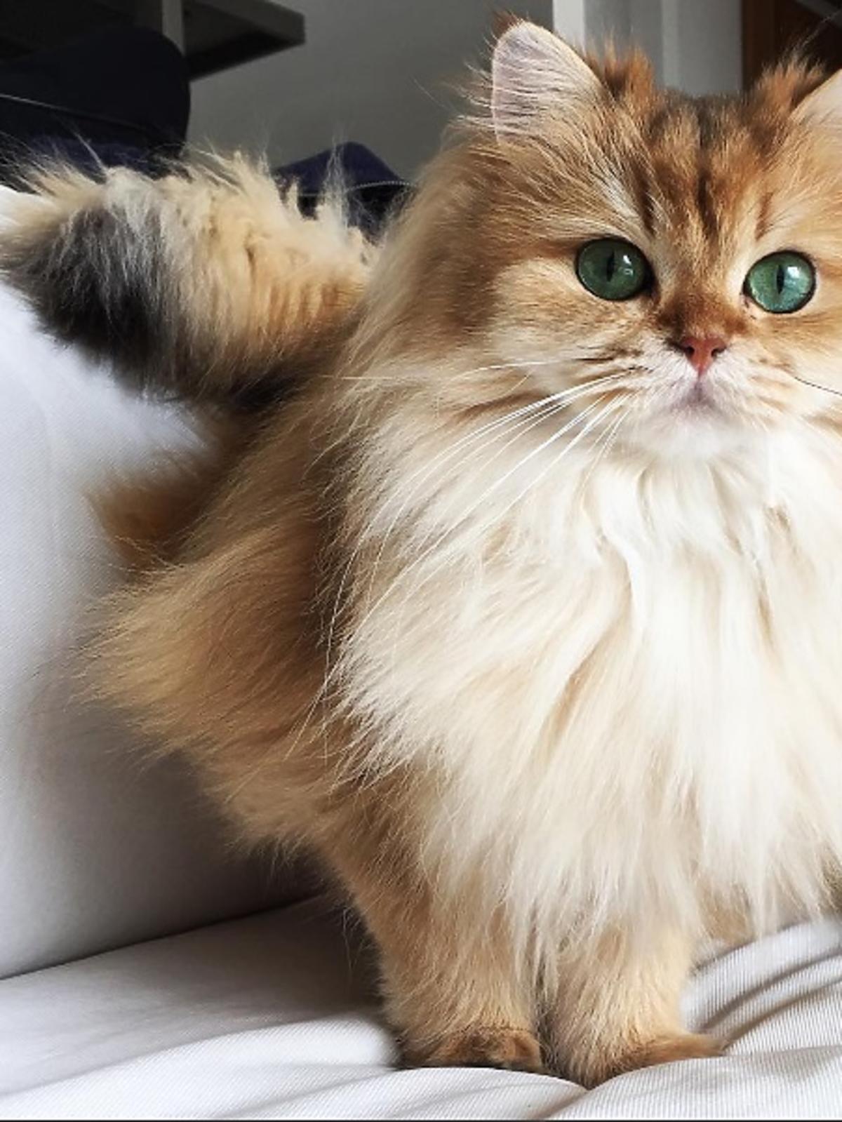 Czy was także urzeknie najbardziej fotogeniczny kot na świecie?