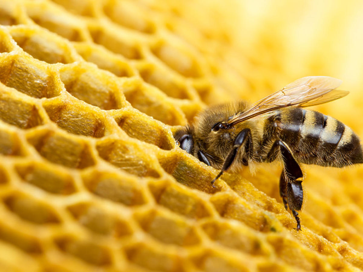 pszczoła na plastrze wosku pszczelego