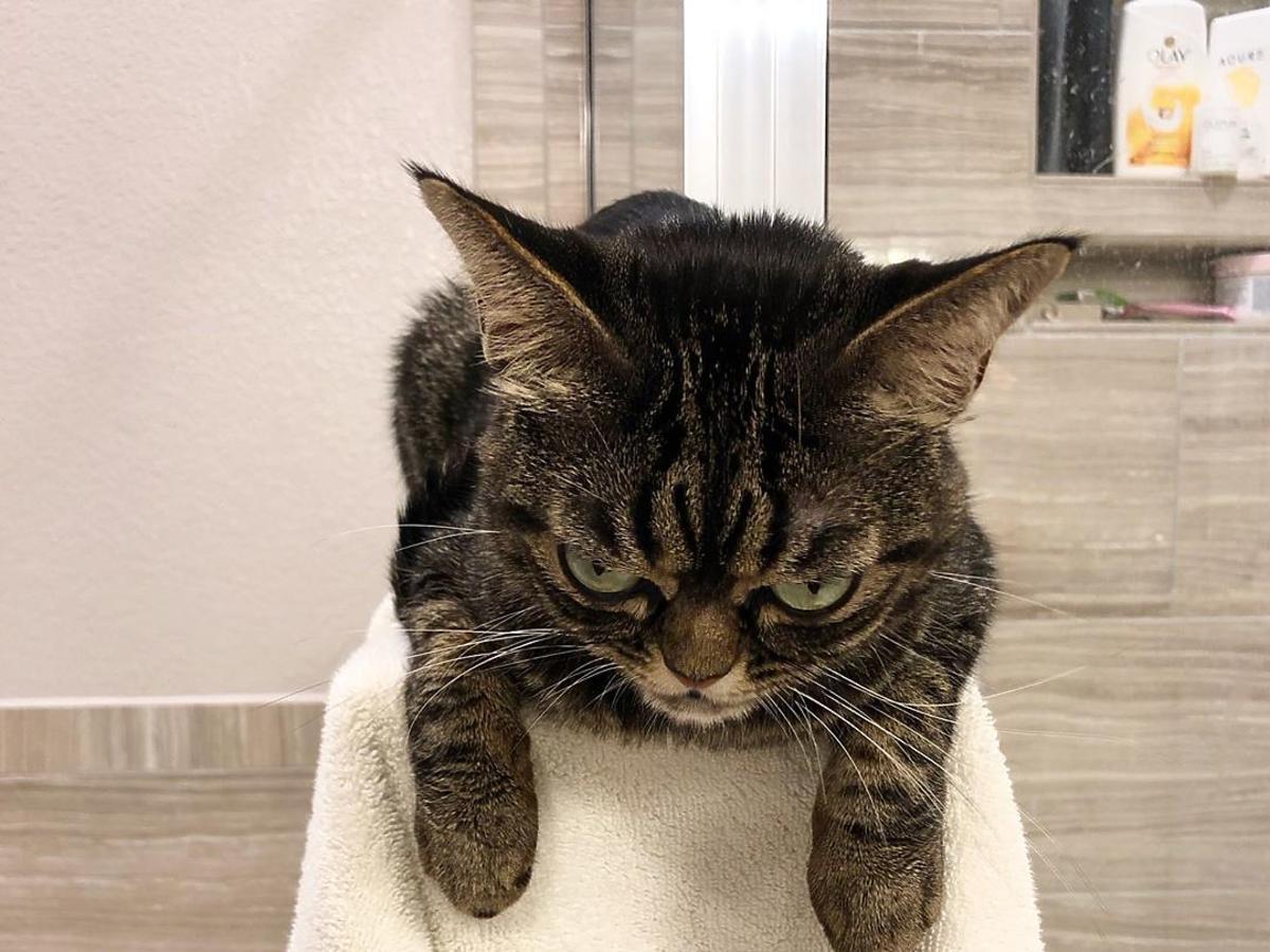 Wściekły kot podbija Instagram - grumpy cat ma konkurencję